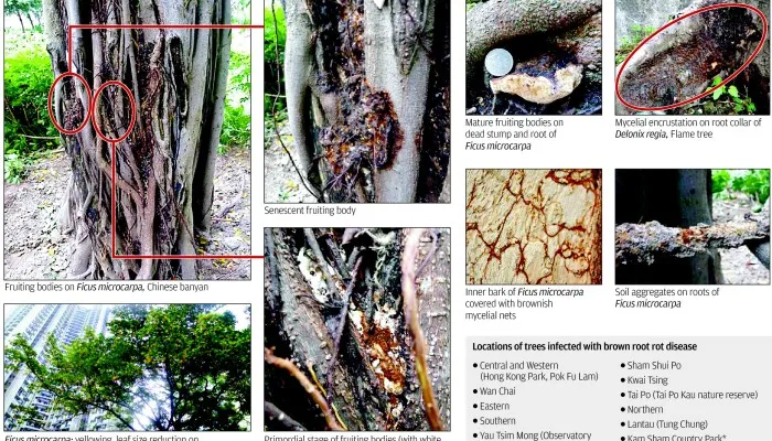 Root Diseases and Root Rot